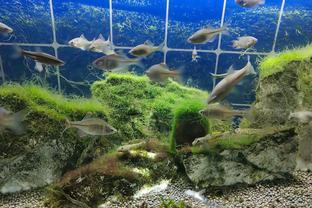 龍巖市新羅區博藝生態水族館（龍巖市新羅區博藝生態水族館地址）