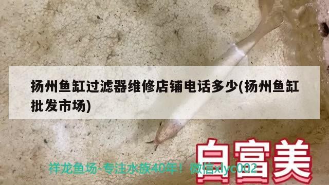 揚州魚缸過濾器維修店鋪電話多少(揚州魚缸批發市場)