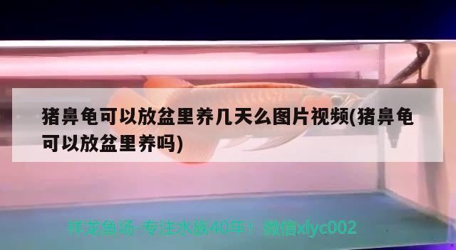 豬鼻龜可以放盆里養幾天么圖片視頻(豬鼻龜可以放盆里養嗎)