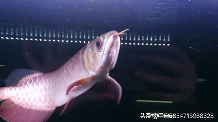 賽級古典過背金龍正確做法