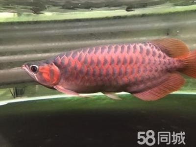 賽級赤血紅龍屬于哪種
