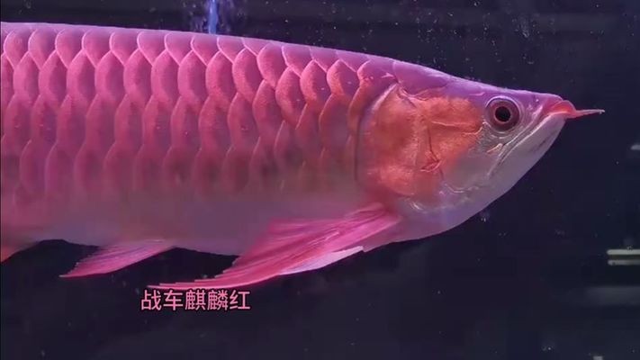 賽級赤血紅龍屬于哪種