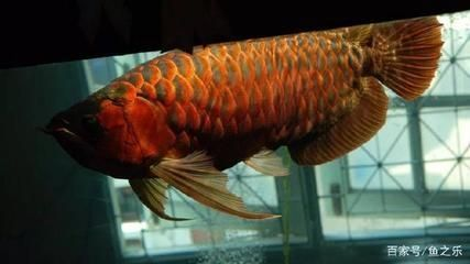 紅龍魚白天趴缸晚上好怎么回事兒：紅龍魚白天趴缸晚上活躍的原因 紅龍魚白天趴缸晚上好怎么回事兒：紅龍魚白天趴缸晚上活躍的原因 紅龍魚百科 第2張