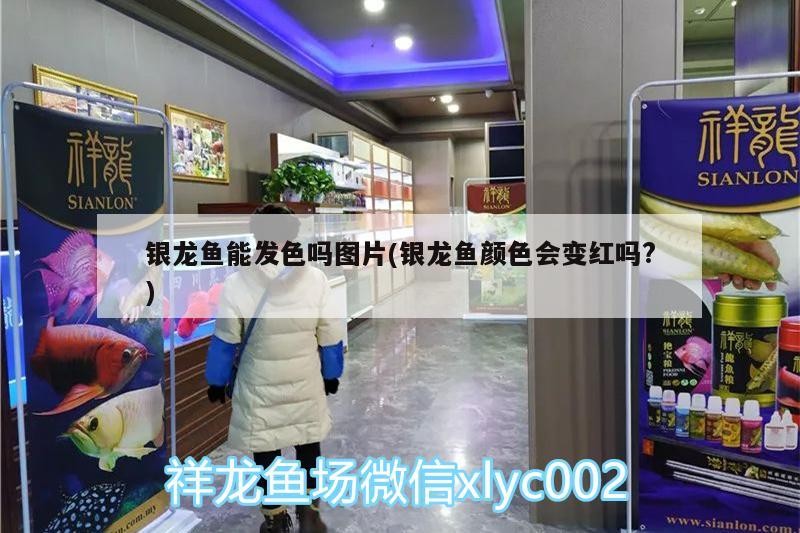 銀龍魚能發色嗎圖片(銀龍魚顏色會變紅嗎?)