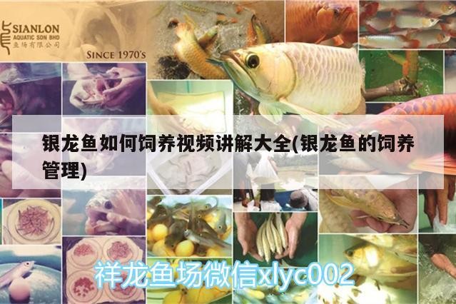龍魚干蝦有營養嗎 銀龍魚如何飼養視頻講解大全(銀龍魚的飼養管理) 銀龍魚百科 銀龍魚如何飼養視頻講解大全(銀龍魚的飼養管理) 銀龍魚如何飼養視頻講解大全(銀龍魚的飼養管理) 銀龍魚百科