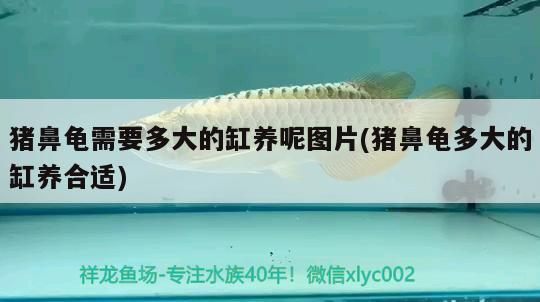 豬鼻龜需要多大的缸養(yǎng)呢圖片(豬鼻龜多大的缸養(yǎng)合適)