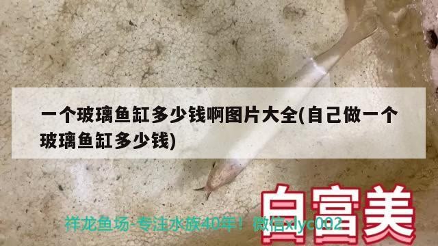 魚缸用增氧泵價格是多少:魚缸增氧機-xtrac增氧機-xtrac增氧機 一個玻璃魚缸多少錢啊圖片大全(自己做一個玻璃魚缸多少錢) 魟魚百科 一個玻璃魚缸多少錢啊圖片大全(自己做一個玻璃魚缸多少錢) 一個玻璃魚缸多少錢啊圖片大全(自己做一個玻璃魚缸多少錢) 魟魚百科