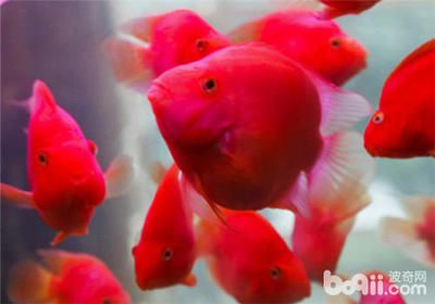 觀賞魚白化病（觀賞魚白化病與白化病的區別在于白化癥和白變病的區別）