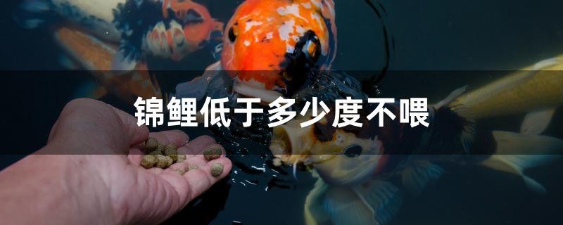 錦鯉低于多少度不喂