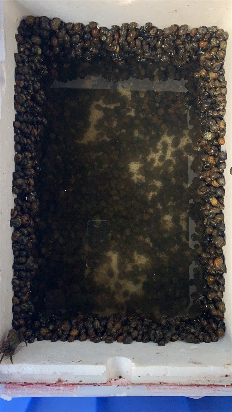 彩蛋螺 彩蛋螺 虎魚百科 第1張