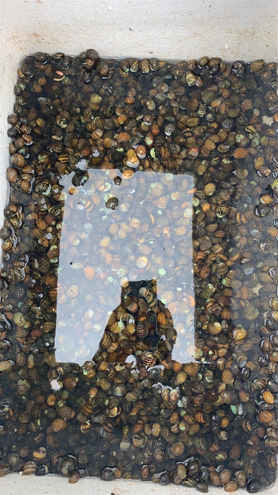 彩蛋螺 彩蛋螺 虎魚百科 第2張