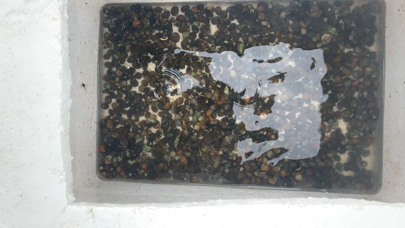 彩蛋螺 彩蛋螺 虎魚百科 第3張