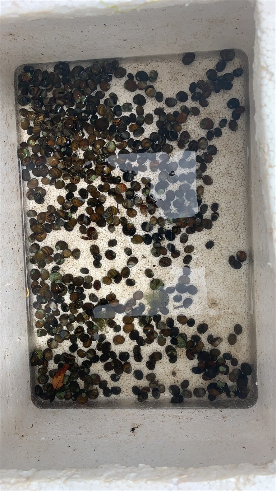彩蛋螺 彩蛋螺 虎魚百科 第4張