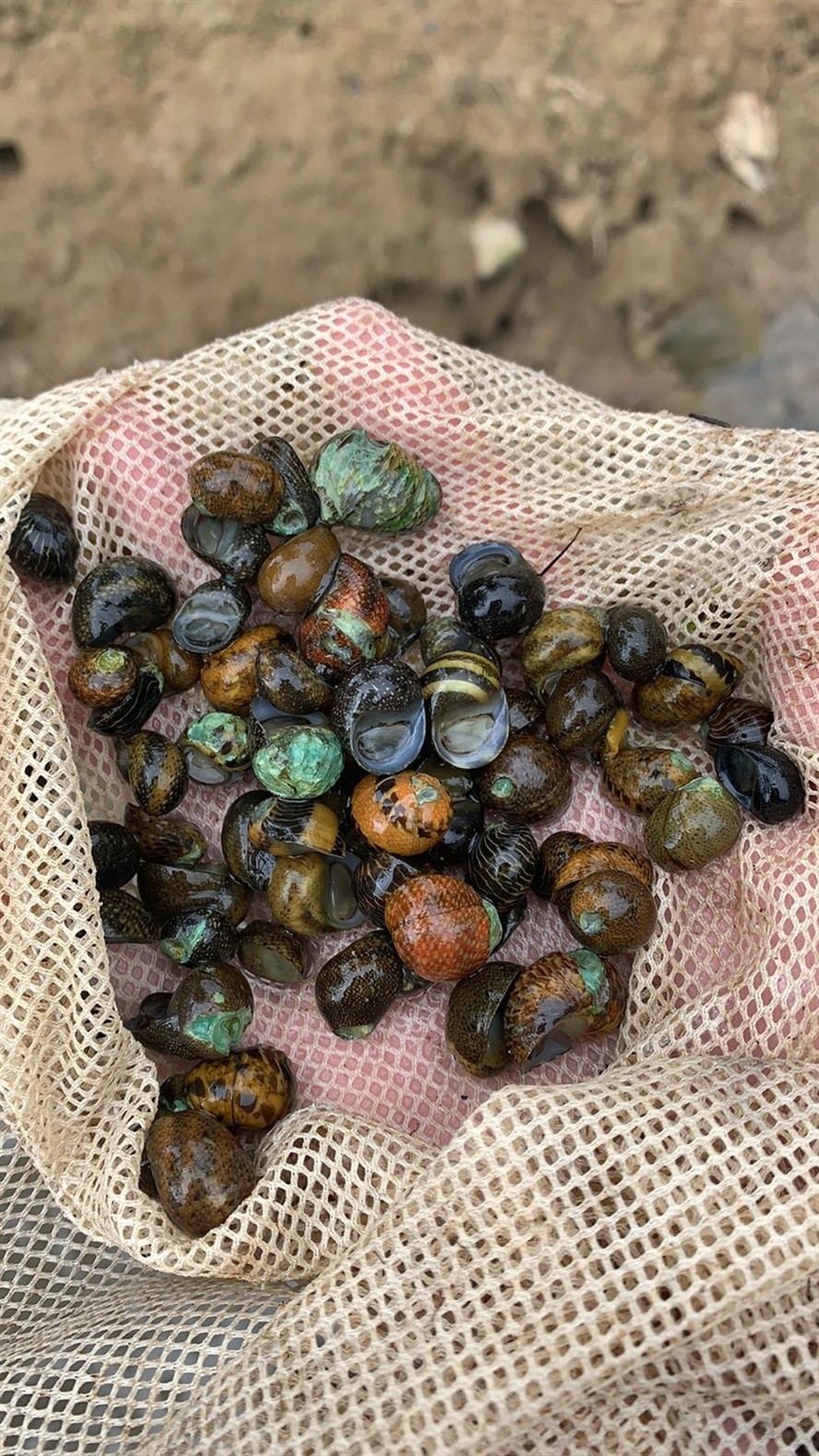 彩蛋螺 彩蛋螺 虎魚百科 第5張
