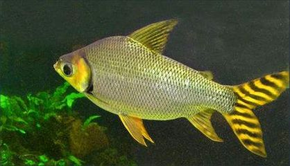 紅龍魚搭配什么魚最好養活：紅龍魚的最佳搭配