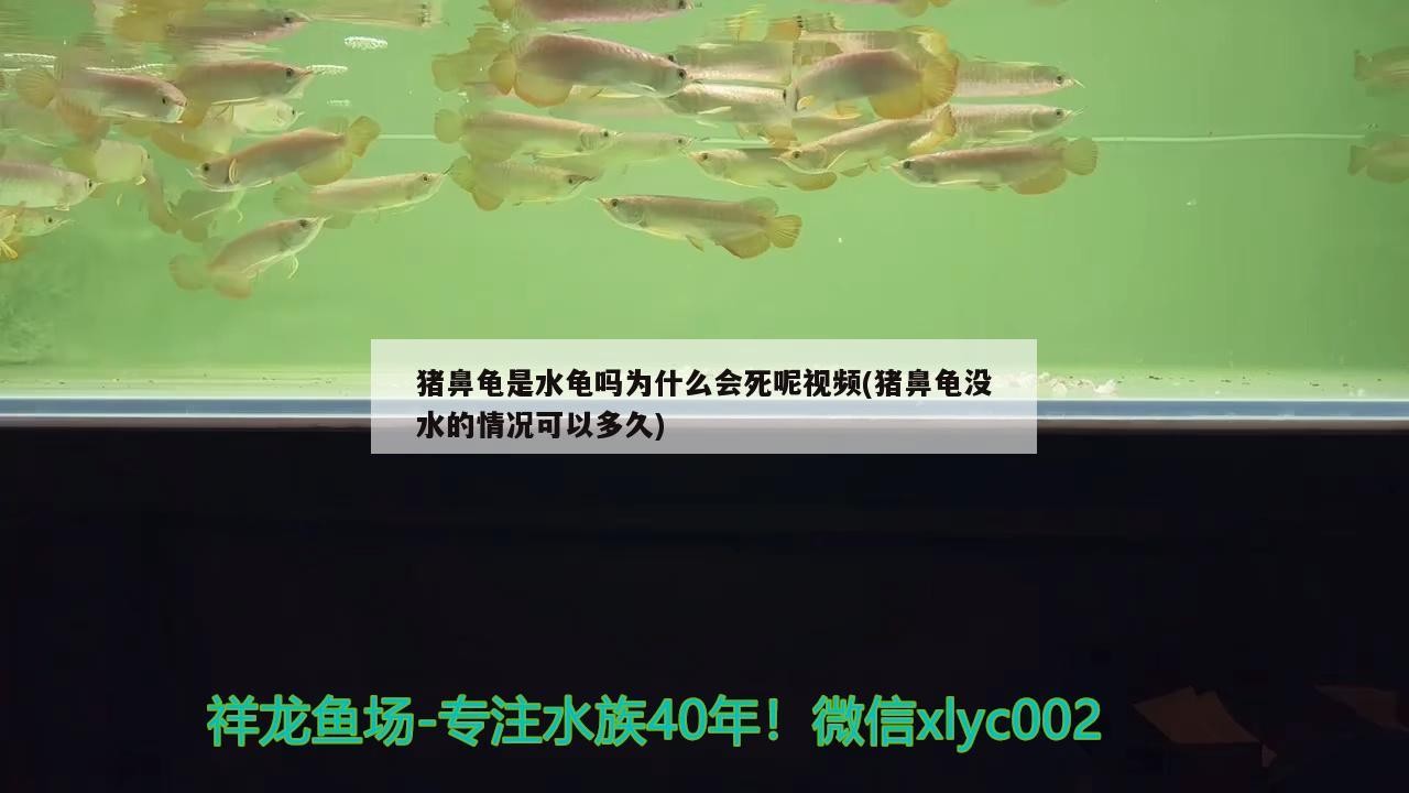 豬鼻龜是水龜嗎為什么會死呢視頻(豬鼻龜沒水的情況可以多久) 豬鼻龜是水龜嗎為什么會死呢視頻(豬鼻龜沒水的情況可以多久) 豬鼻龜百科