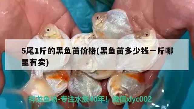 5尾1斤的黑魚苗價格(黑魚苗多少錢一斤哪里有賣) 5尾1斤的黑魚苗價格(黑魚苗多少錢一斤哪里有賣) 觀賞魚百科