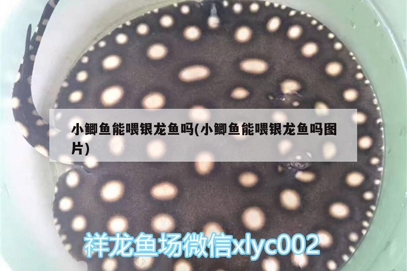 小鯽魚能喂銀龍魚嗎(小鯽魚能喂銀龍魚嗎圖片)