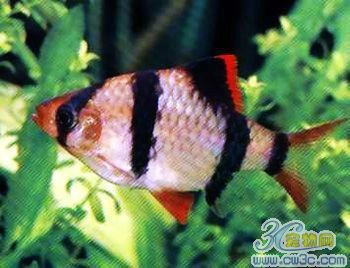 虎皮魚(yú)在魚(yú)缸角落活動(dòng)的原因是什么虎皮魚(yú)在魚(yú)缸角落活動(dòng)的原因：虎皮魚(yú)為什么喜歡在魚(yú)缸角落活動(dòng) 虎皮魚(yú)在魚(yú)缸角落活動(dòng)的原因是什么虎皮魚(yú)在魚(yú)缸角落活動(dòng)的原因：虎皮魚(yú)為什么喜歡在魚(yú)缸角落活動(dòng) 虎魚(yú)百科 第2張
