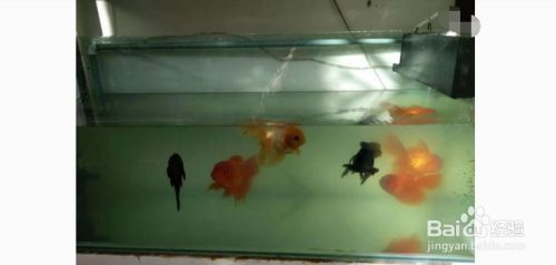 廈門市湖里區嘜奇水族館（廈門奇魚網絡科技有限公司）