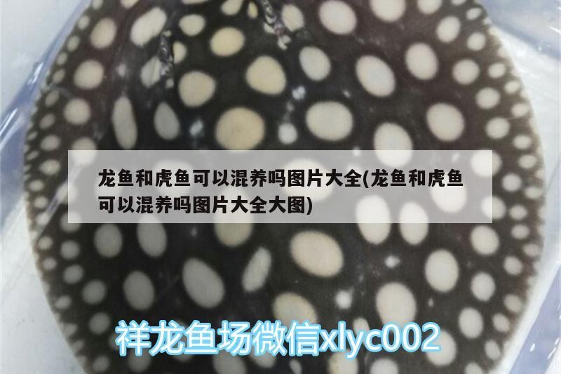 龍魚和虎魚可以混養(yǎng)嗎圖片大全(龍魚和虎魚可以混養(yǎng)嗎圖片大全大圖)
