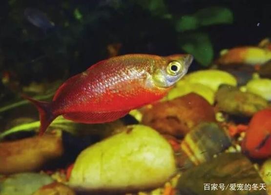 獨山子區(qū)魚之源水族館（獨山子區(qū)魚之源水族館電話）