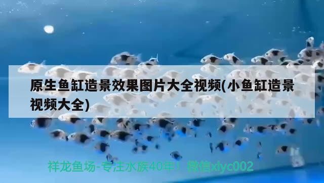 原生魚缸造景效果圖片大全視頻(小魚缸造景視頻大全) 原生魚缸造景效果圖片大全視頻(小魚缸造景視頻大全) 虎魚百科