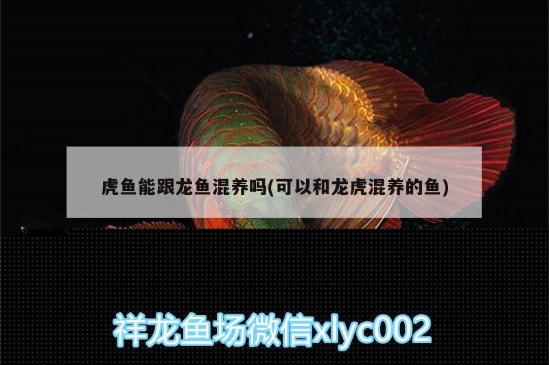 虎魚能跟龍魚混養嗎(可以和龍虎混養的魚)