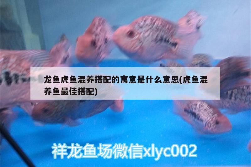 龍魚虎魚混養搭配的寓意是什么意思(虎魚混養魚最佳搭配) 龍魚虎魚混養搭配的寓意是什么意思(虎魚混養魚最佳搭配) 虎魚百科