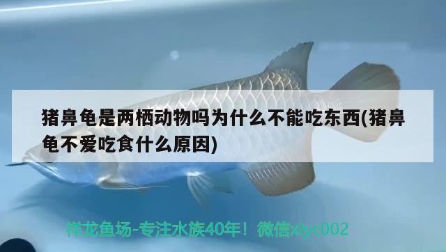 豬鼻龜是兩棲動物嗎為什么不能吃東西(豬鼻龜不愛吃食什么原因) 豬鼻龜是兩棲動物嗎為什么不能吃東西(豬鼻龜不愛吃食什么原因) 豬鼻龜百科