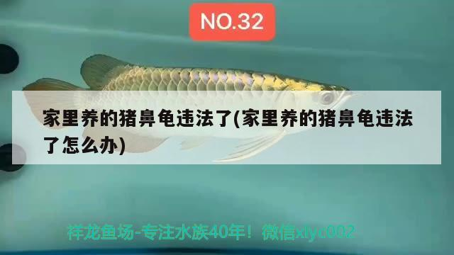 家里養的豬鼻龜違法了(家里養的豬鼻龜違法了怎么辦)