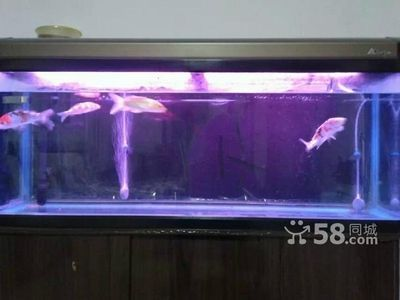 二手森森魚缸 二手森森魚缸 森森魚缸