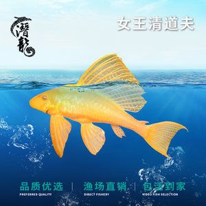 大型魚缸除藻：大型魚缸如何除藻？
