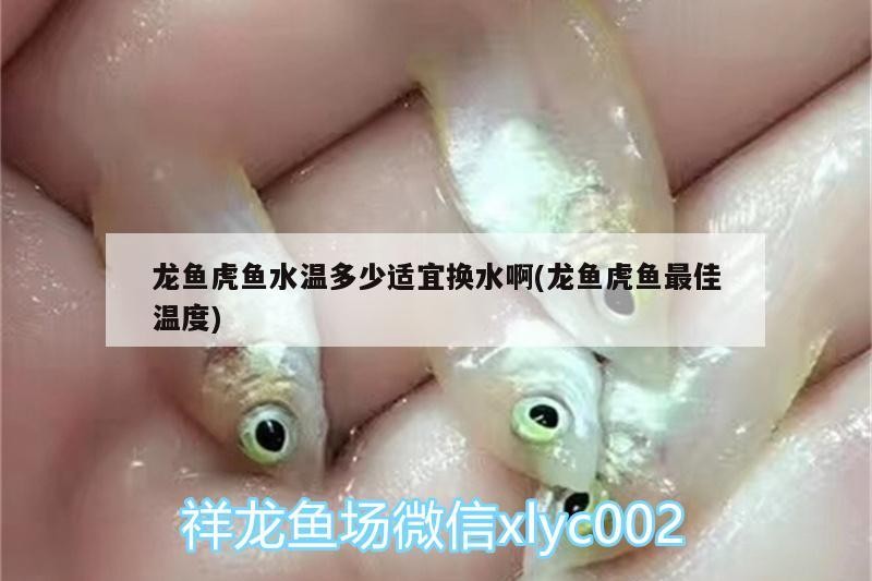 龍魚虎魚水溫多少適宜換水啊(龍魚虎魚最佳溫度) 龍魚虎魚水溫多少適宜換水啊(龍魚虎魚最佳溫度) 虎魚百科