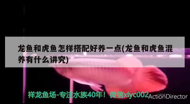 龍魚和虎魚怎樣搭配好養一點(龍魚和虎魚混養有什么講究)