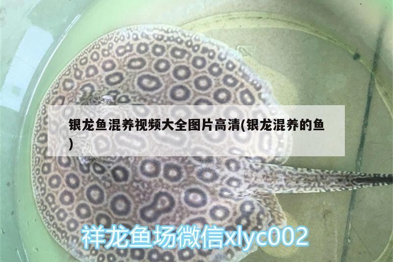 銀龍魚混養(yǎng)視頻大全圖片高清(銀龍混養(yǎng)的魚) 銀龍魚混養(yǎng)視頻大全圖片高清(銀龍混養(yǎng)的魚) 銀龍魚百科