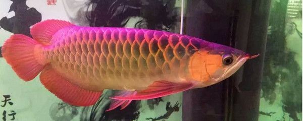 紅龍魚多久換一次水最好：紅龍魚換水頻率及相關的水質管理措施