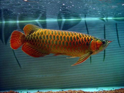 印度尼西亞紅龍魚產地是哪里的：關于紅龍魚在印尼的具體產地信息