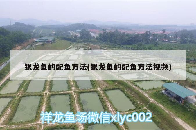 銀龍魚的配魚方法(銀龍魚的配魚方法視頻)