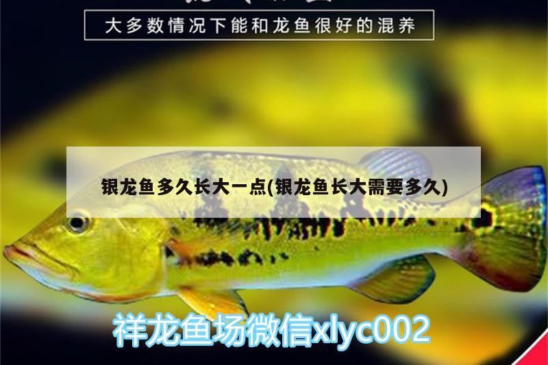 銀龍魚多久長大一點(銀龍魚長大需要多久)