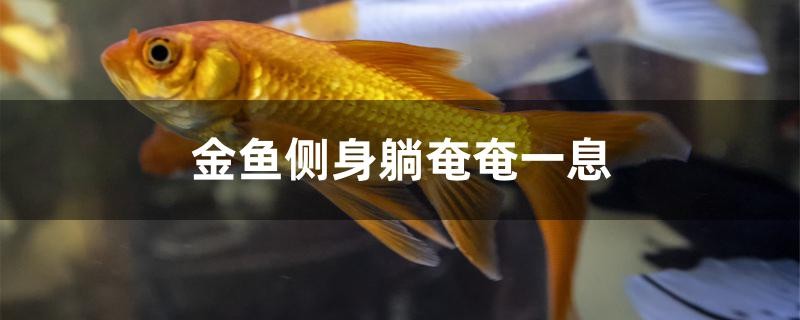 金魚側(cè)身躺奄奄一息怎么辦