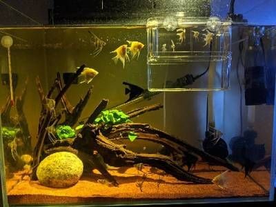 大魚缸工具魚有哪些：水族箱生態(tài)平衡、魚缸生態(tài)平衡、魚缸生態(tài)平衡的秘密