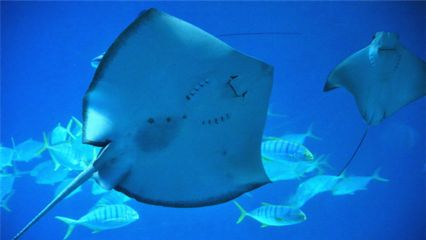 魟魚長時間不吃食需要加點什么：當魟魚長時間不吃食時