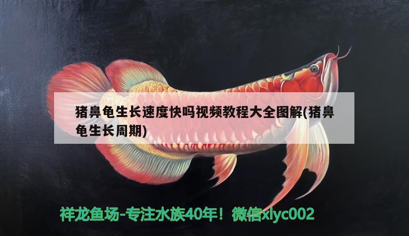 豬鼻龜生長(zhǎng)速度快嗎視頻教程大全圖解(豬鼻龜生長(zhǎng)周期)