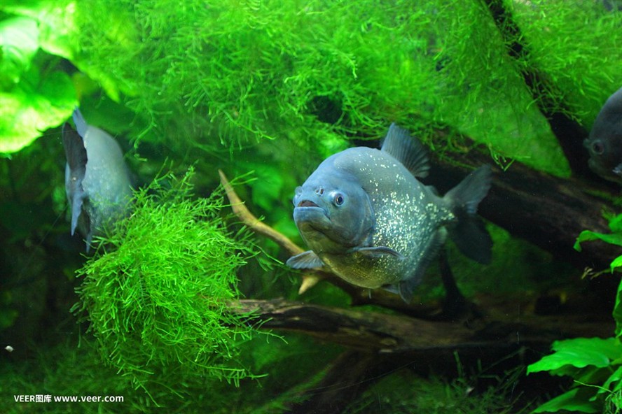 魔獸世界9.0刺鰭水虎魚餌獲取方法刺鰭水虎魚餌獲取方法：《魔獸世界》9.0刺鰭水虎魚刷新點位置一覽 魔獸世界9.0刺鰭水虎魚餌獲取方法刺鰭水虎魚餌獲取方法：《魔獸世界》9.0刺鰭水虎魚刷新點位置一覽 虎魚百科 第4張