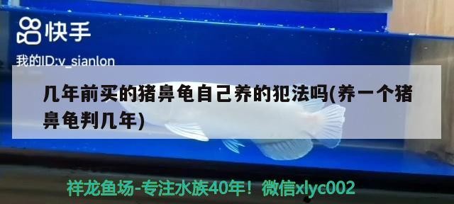 魚缸過濾器選購(gòu)指南:自制魚缸過濾器魚缸上置過濾器對(duì)于養(yǎng)魚愛好者的必備知識(shí) 幾年前買的豬鼻龜自己養(yǎng)的犯法嗎(養(yǎng)一個(gè)豬鼻龜判幾年) 豬鼻龜百科 幾年前買的豬鼻龜自己養(yǎng)的犯法嗎(養(yǎng)一個(gè)豬鼻龜判幾年) 幾年前買的豬鼻龜自己養(yǎng)的犯法嗎(養(yǎng)一個(gè)豬鼻龜判幾年) 豬鼻龜百科