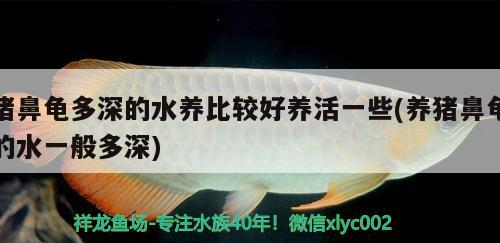 豬鼻龜多深的水養比較好養活一些(養豬鼻龜的水一般多深) 豬鼻龜多深的水養比較好養活一些(養豬鼻龜的水一般多深) 豬鼻龜百科