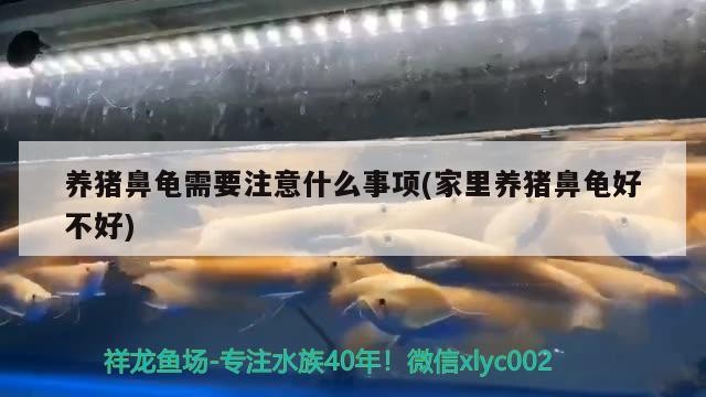 養豬鼻龜需要注意什么事項(家里養豬鼻龜好不好) 養豬鼻龜需要注意什么事項(家里養豬鼻龜好不好) 豬鼻龜百科