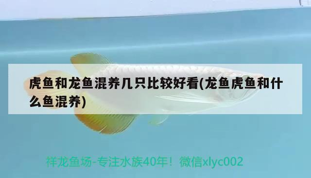 虎魚和龍魚混養(yǎng)幾只比較好看(龍魚虎魚和什么魚混養(yǎng)) 虎魚和龍魚混養(yǎng)幾只比較好看(龍魚虎魚和什么魚混養(yǎng)) 虎魚百科