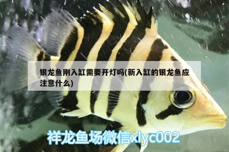 銀龍魚剛入缸需要開燈嗎(新入缸的銀龍魚應注意什么) 銀龍魚剛入缸需要開燈嗎(新入缸的銀龍魚應注意什么) 銀龍魚百科